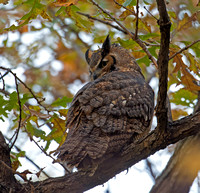 Owl 108