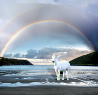 Rainbow Pony 4