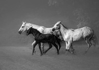 Ponies in the Mist