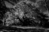 Angel Oak of Charleston 104 6066