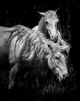 Wild Horses of Shannon Co.