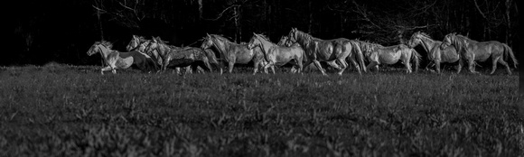 The Shawnee Creek Herd