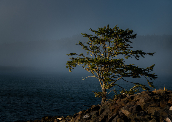 Tree at First Beach Wash