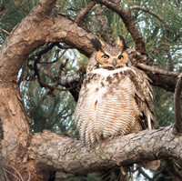 Great Horned Owl 107