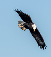 Bald eagle 107
