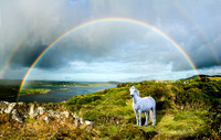 Rainbow Pony 2
