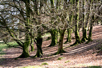 Glendalough Trees 105