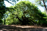 Angel Oak of Charleston 104