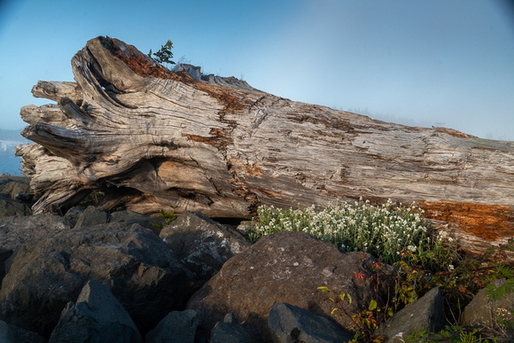 Driftwood at First Beach Wash