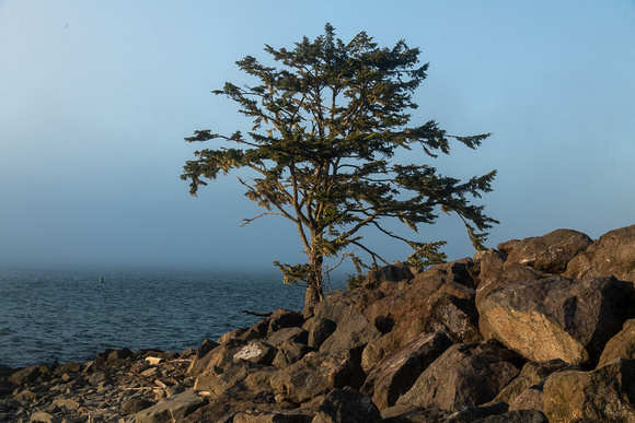 Tree at First Beach Wash No 2