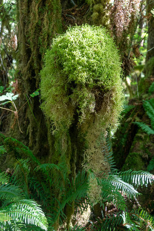 Hoh Rainforest