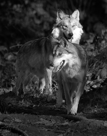 Wolves a Pair